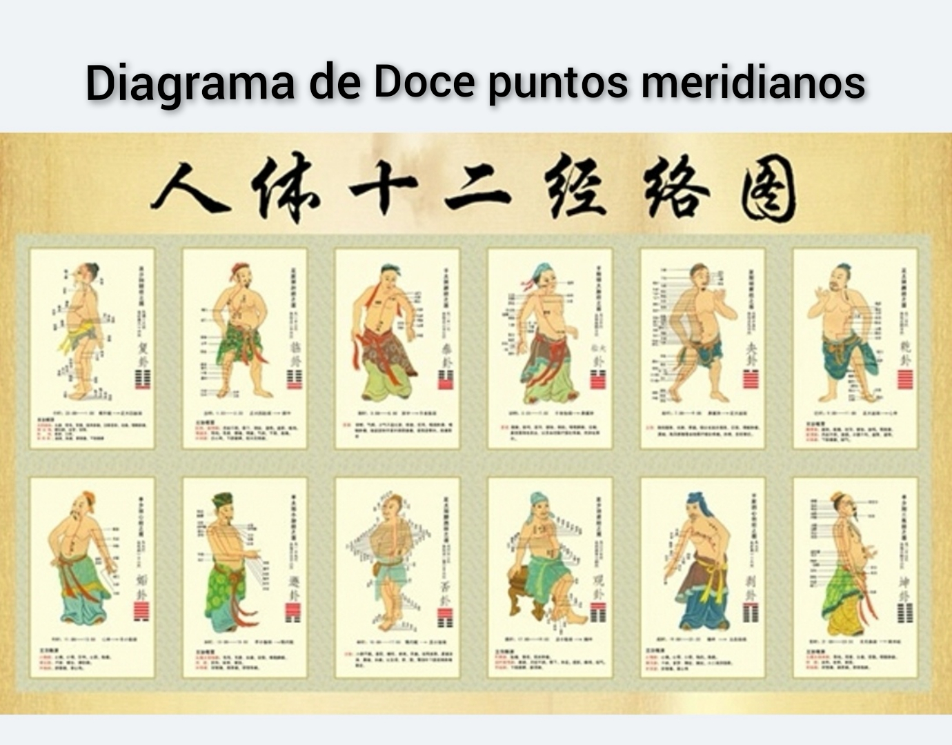 十二经络图-西语.jpg