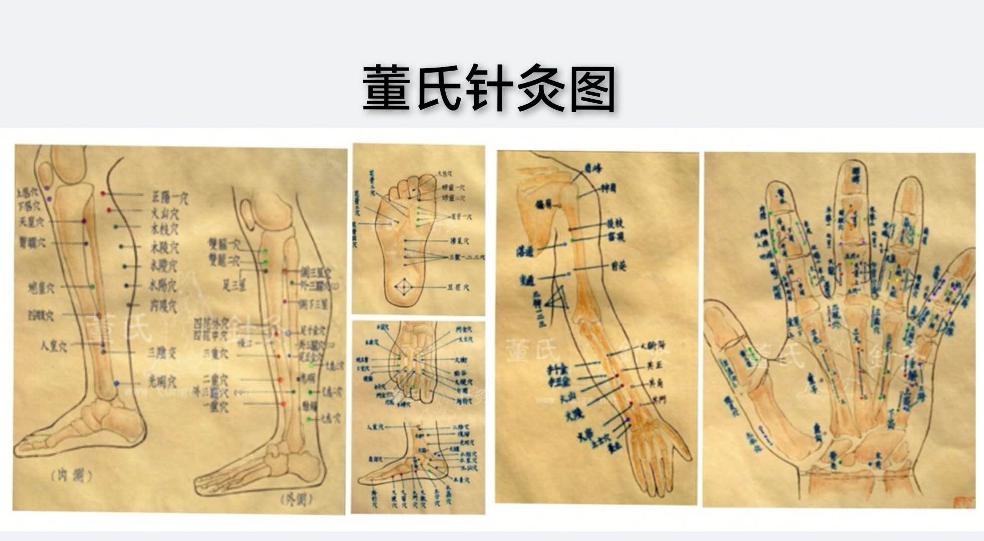 董氏针灸图.jpg