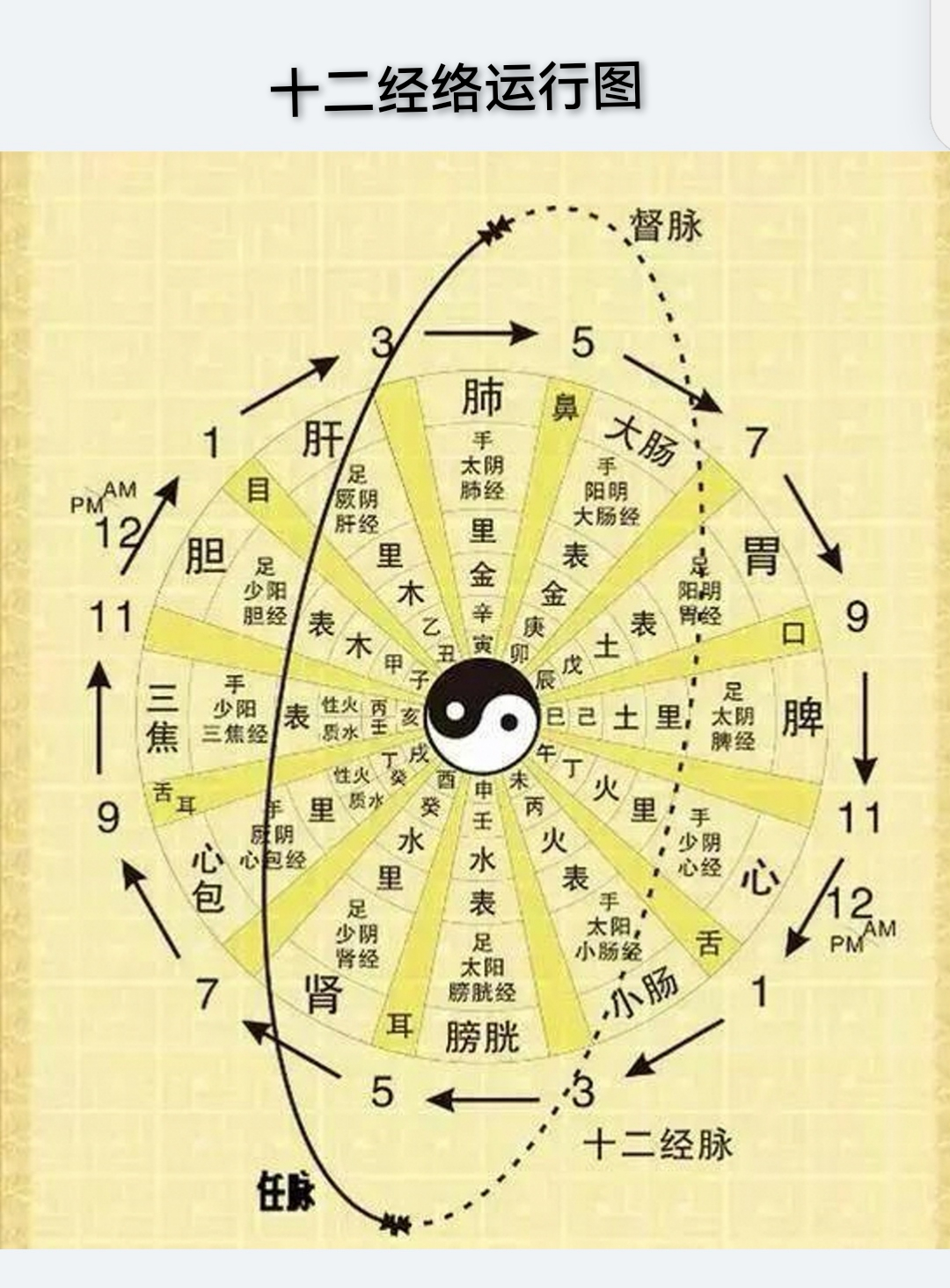 十二经络运行图.jpg
