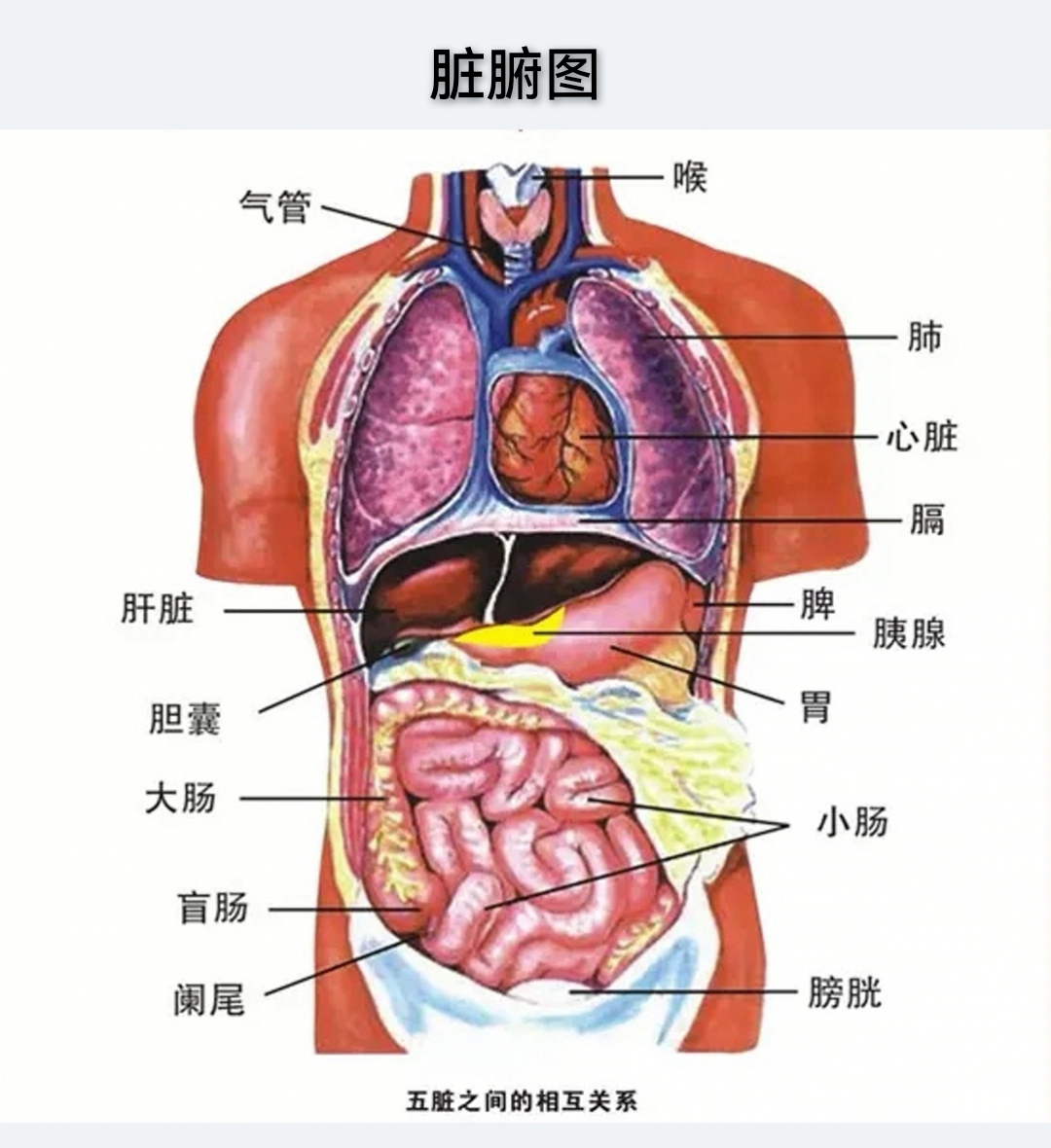 脏腑图.jpg