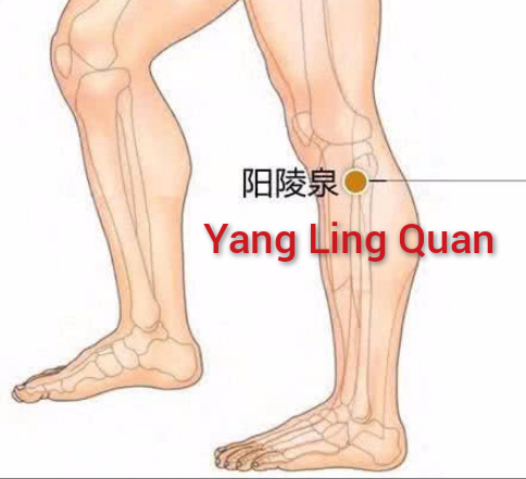 阳陵泉.jpg