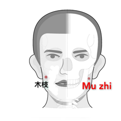 木枝.png