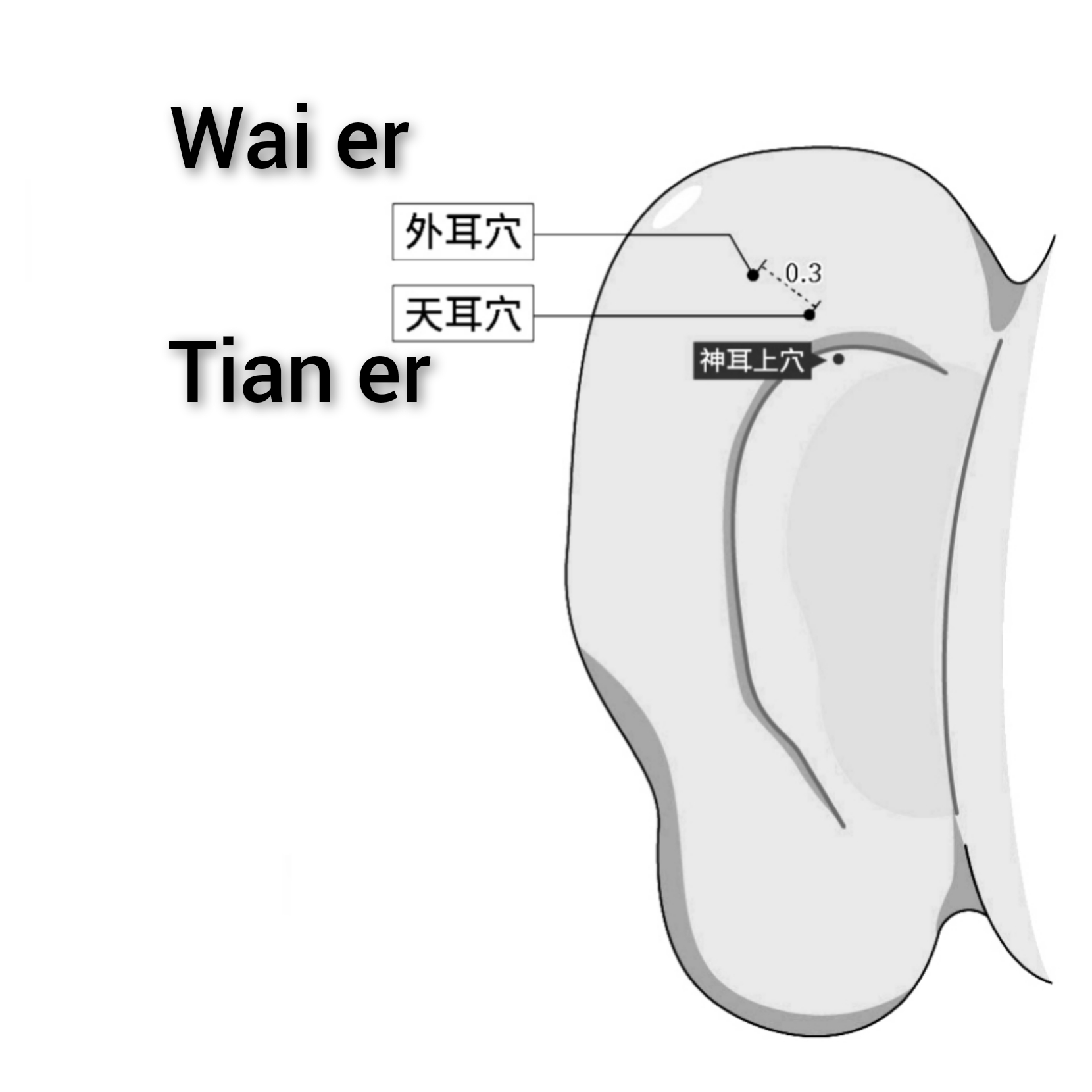 外耳-天耳.jpg