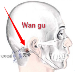 完骨.jpg
