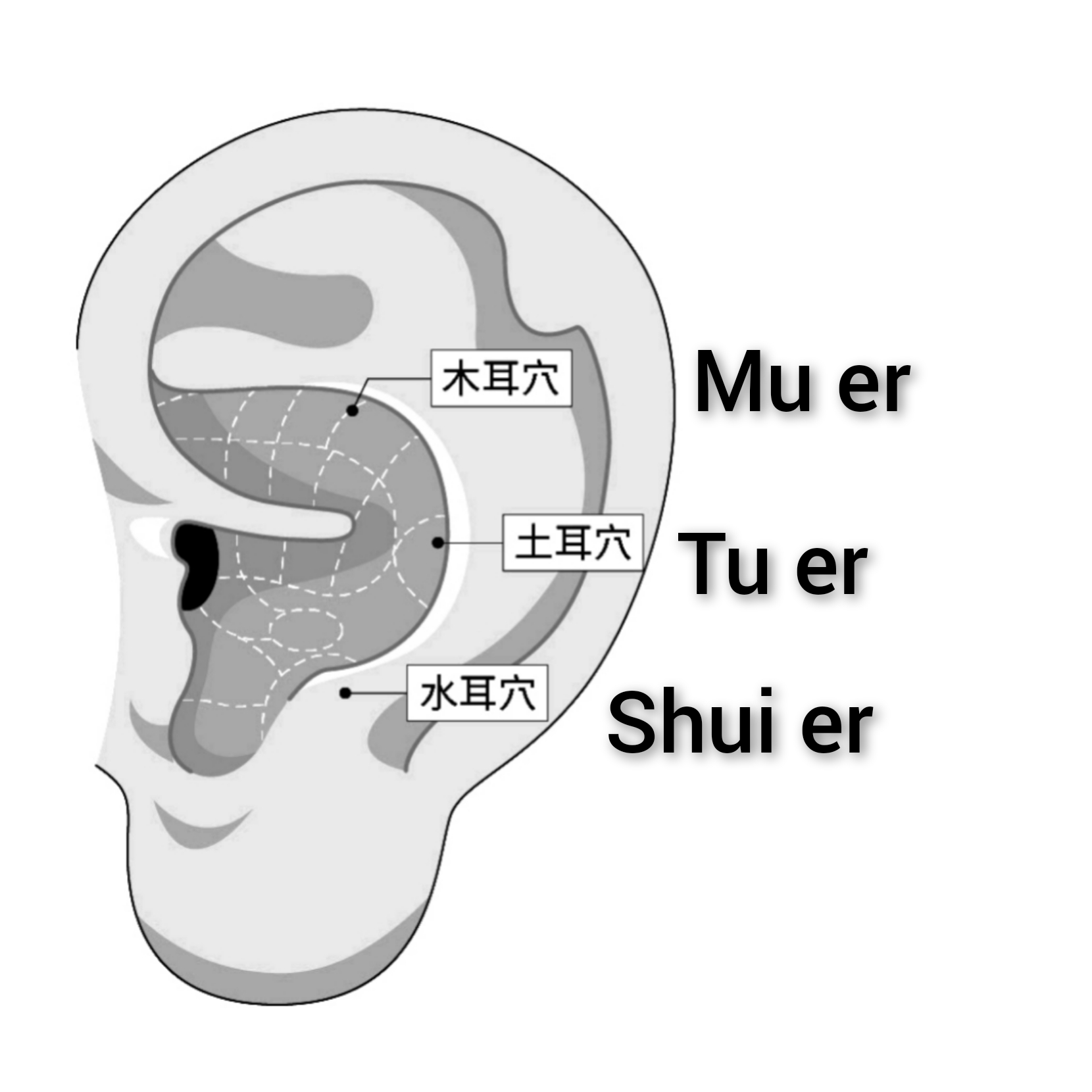 木耳-图耳-水耳.jpg