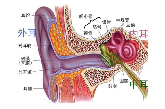 耳解剖图.jpg