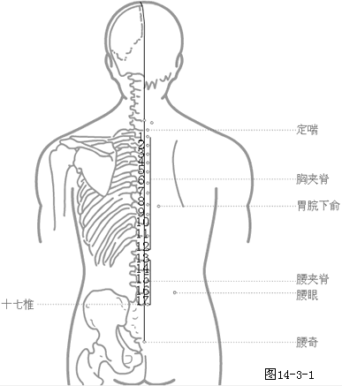 定喘-胸夹脊-胃脘下俞-腰夹脊-腰眼-腰奇-十七椎.png