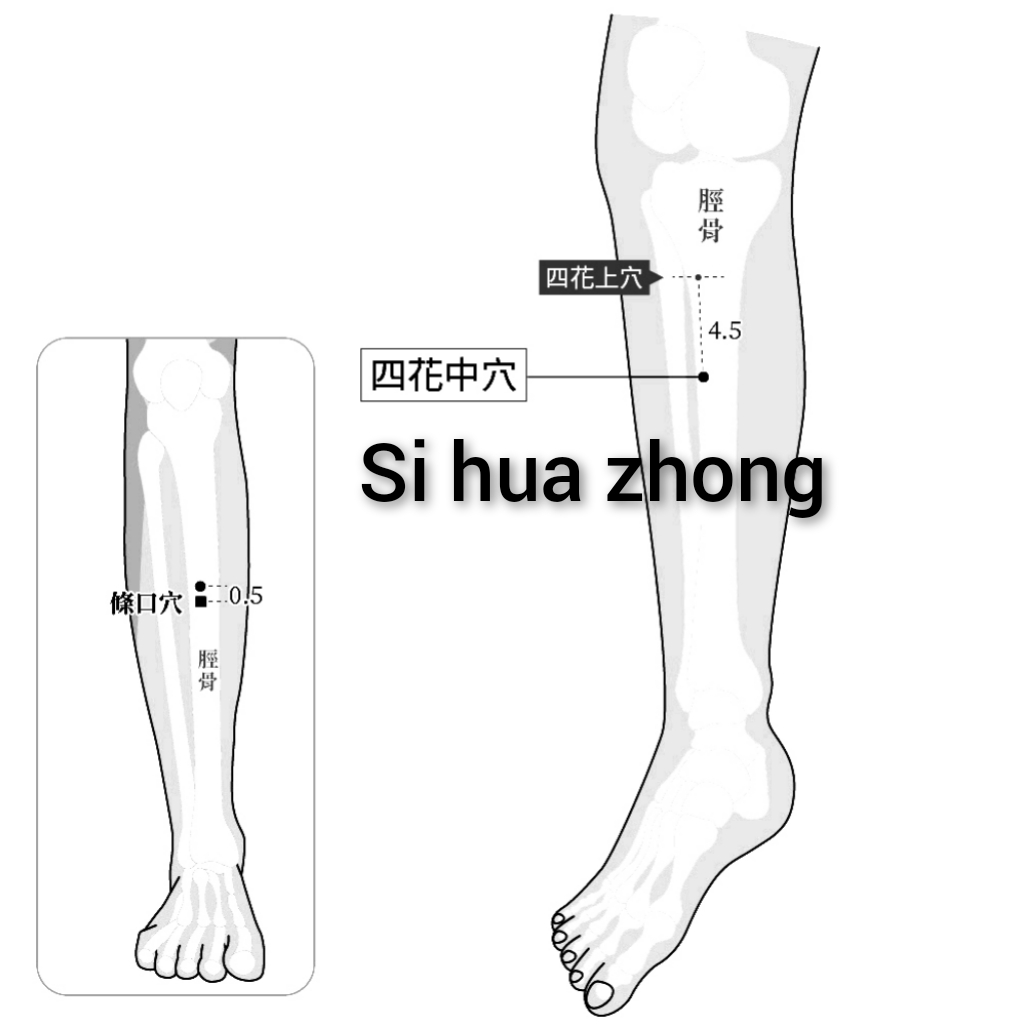 四花中.jpg