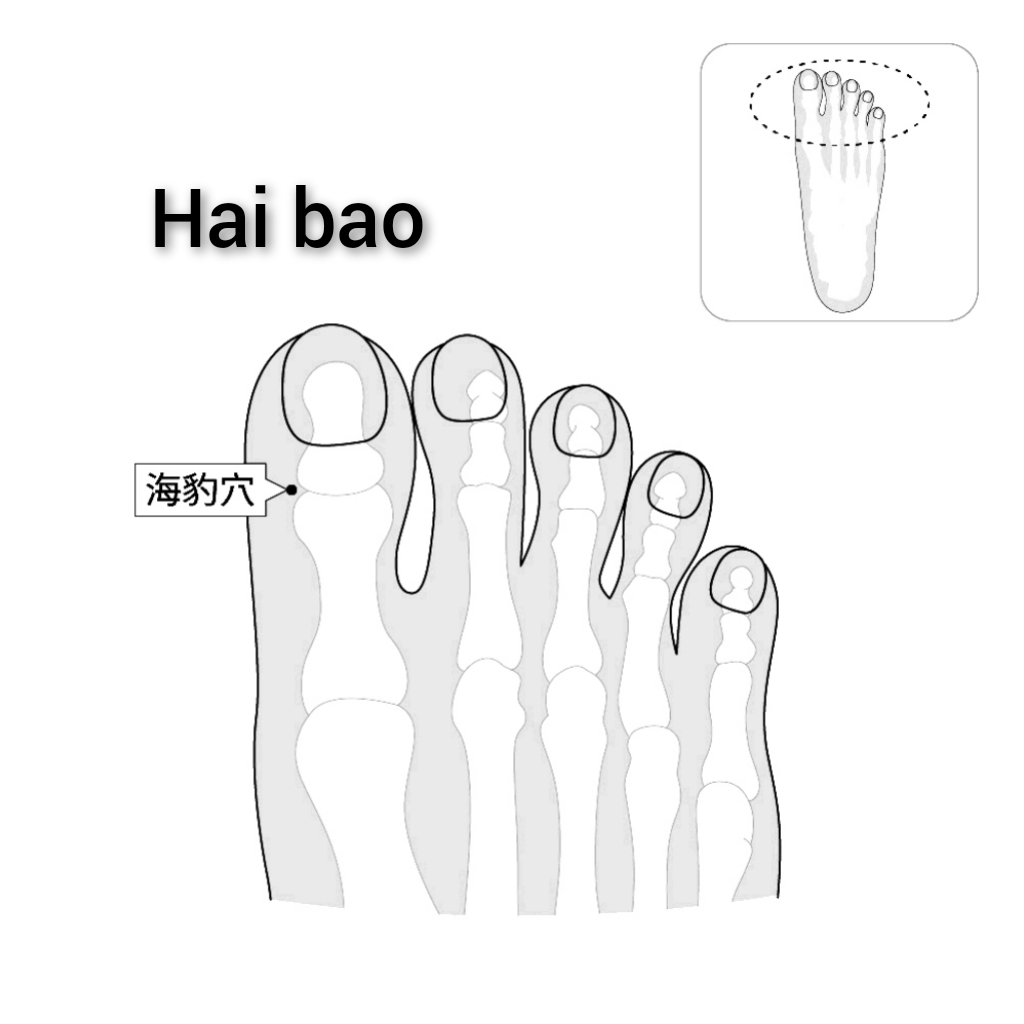 海豹.jpg