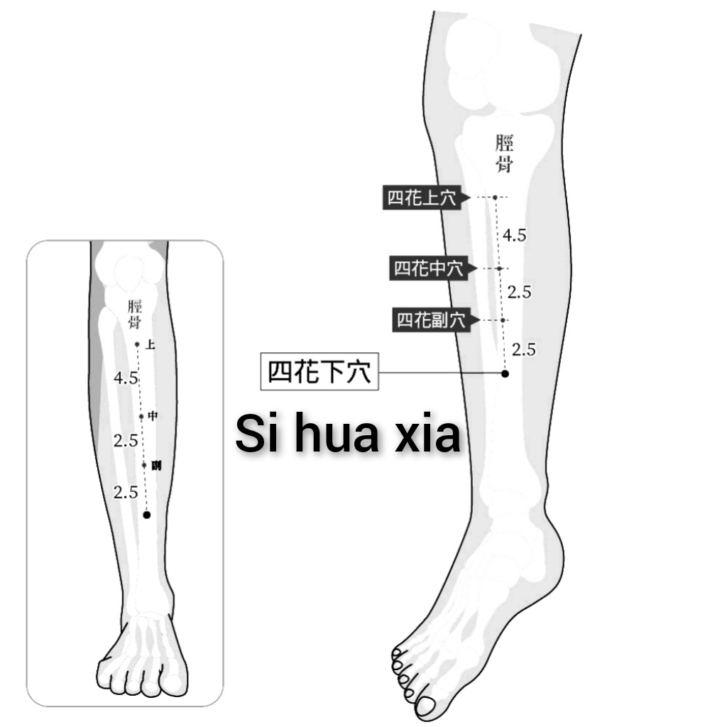 四花下.jpg