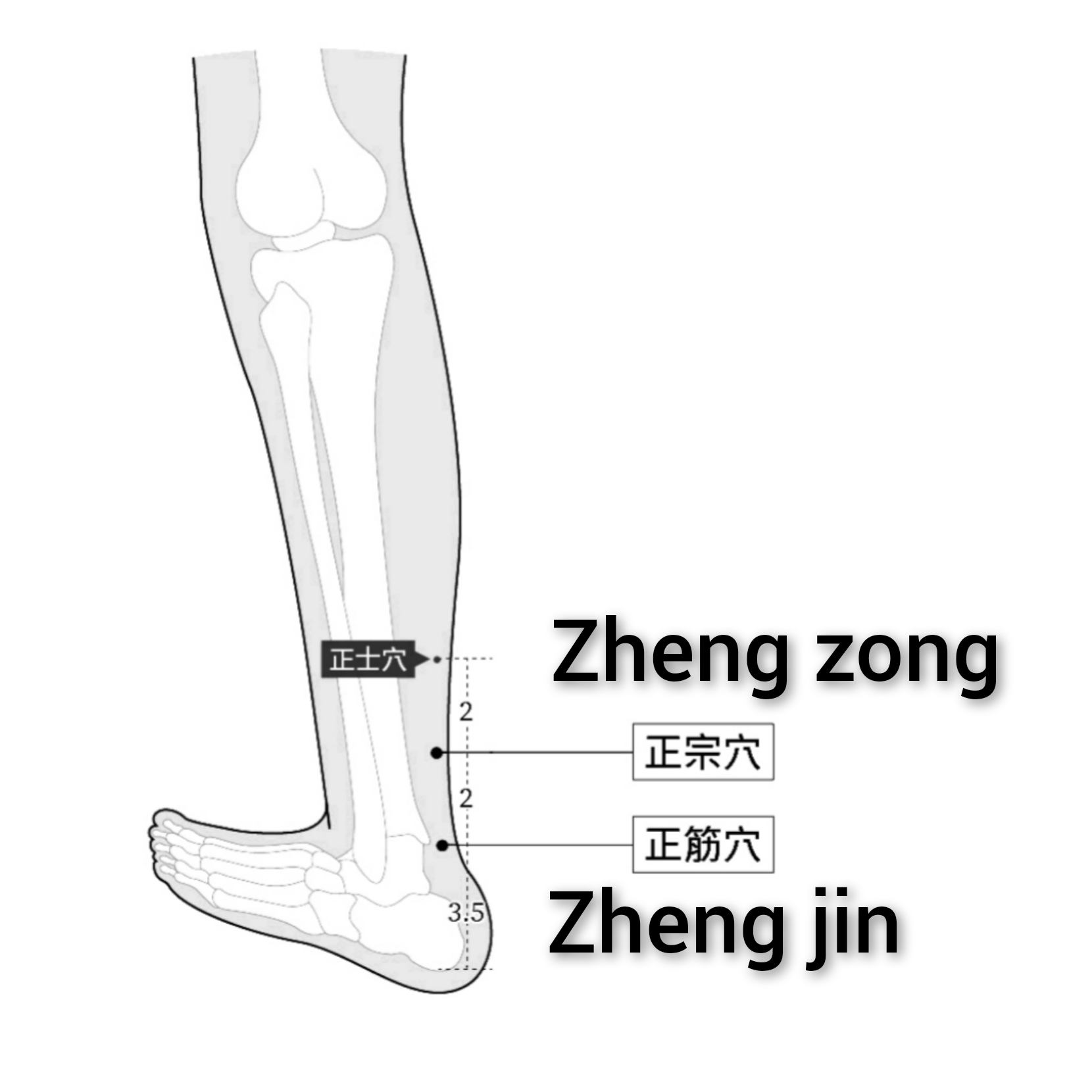 正宗正筋.jpg