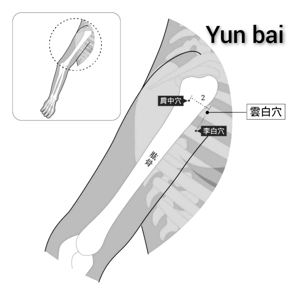 云白.jpg