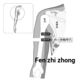 分枝中.jpg