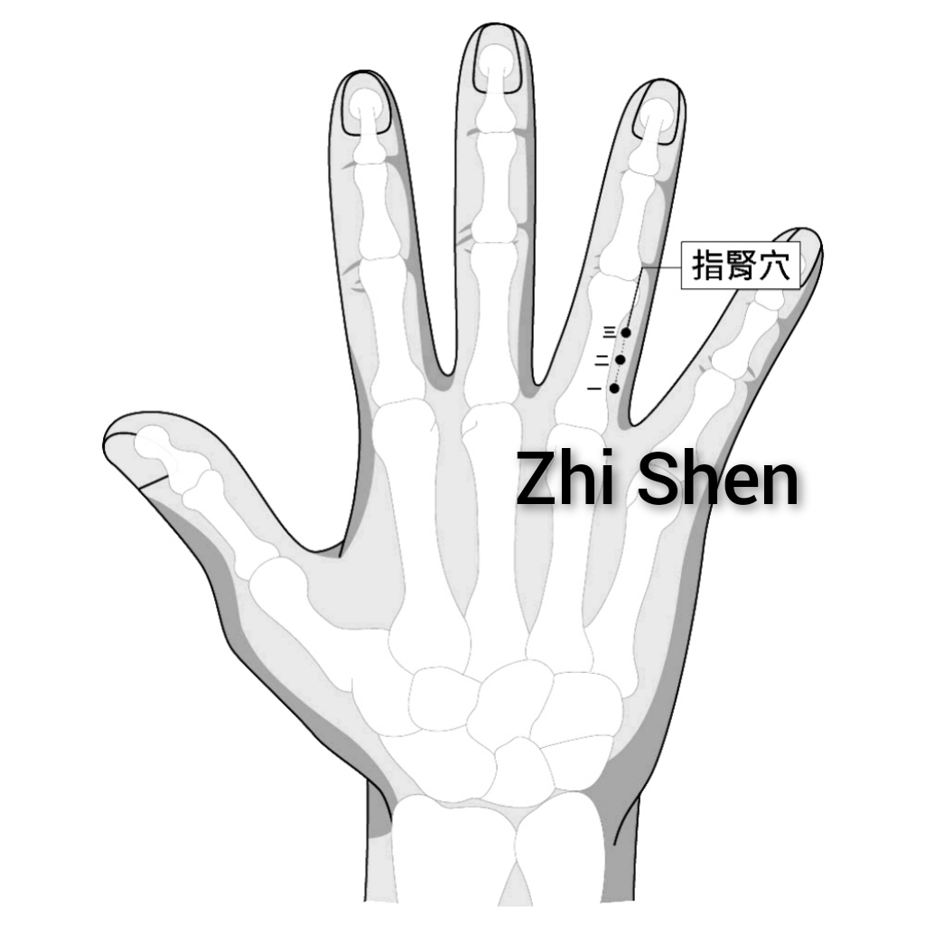 指肾.jpg