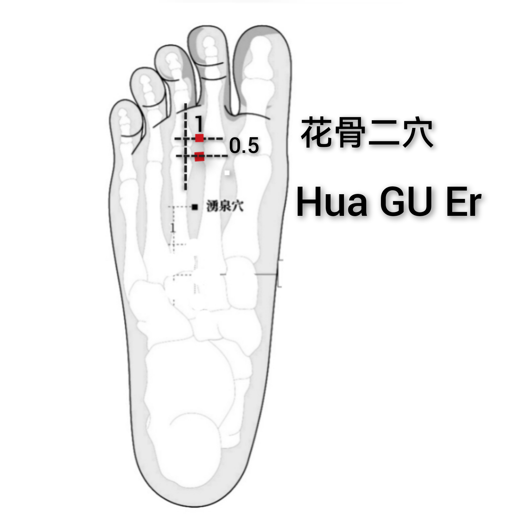 花骨二穴.jpg