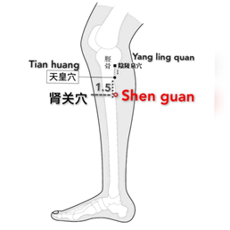 肾关.png
