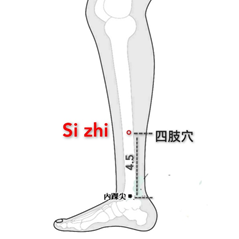 四肢.png