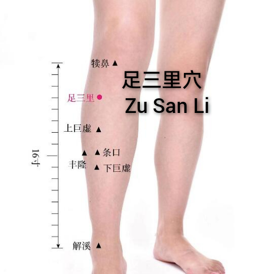 足三里.jpg