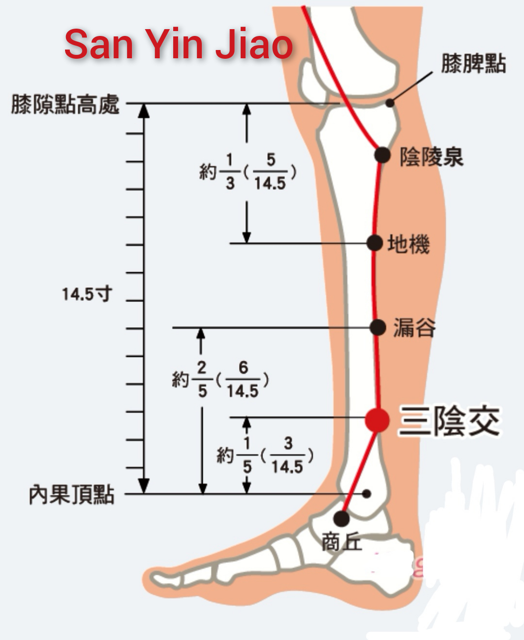 三阴交.jpg