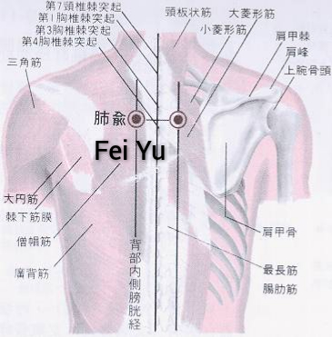 肺俞.jpg