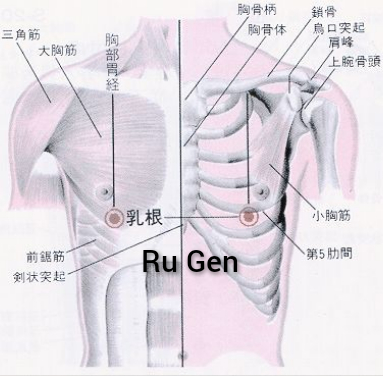 乳根1.jpg