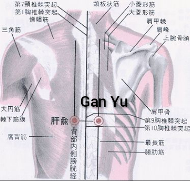 肝俞1.jpg