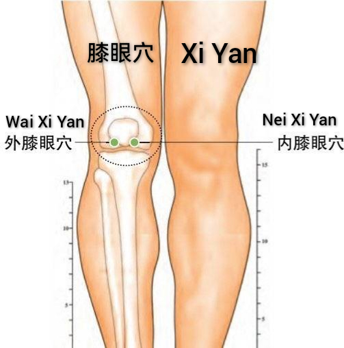 膝眼穴1.jpg