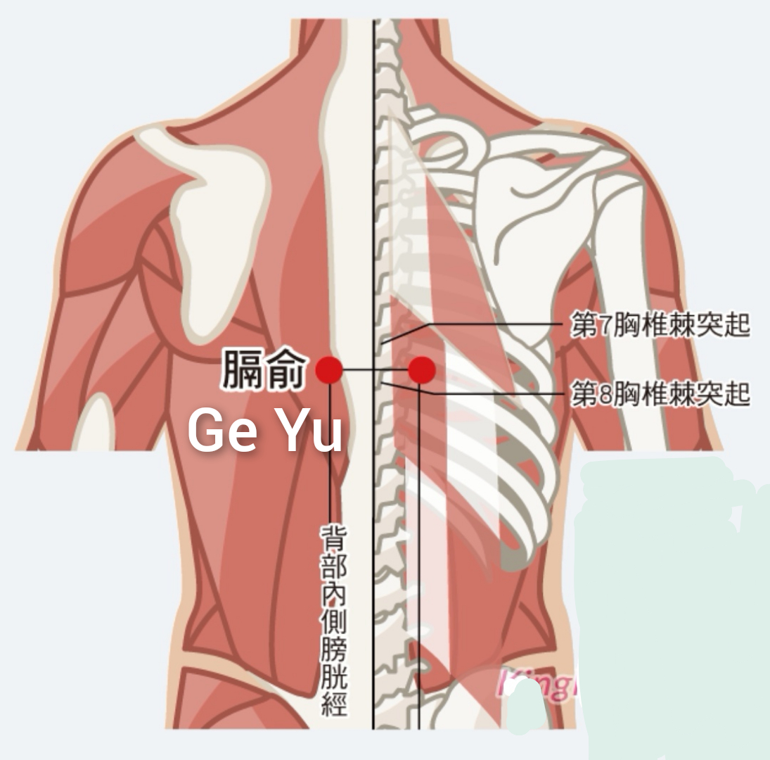 膈俞2.jpg