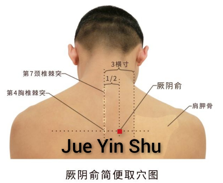 厥阴俞1.jpg