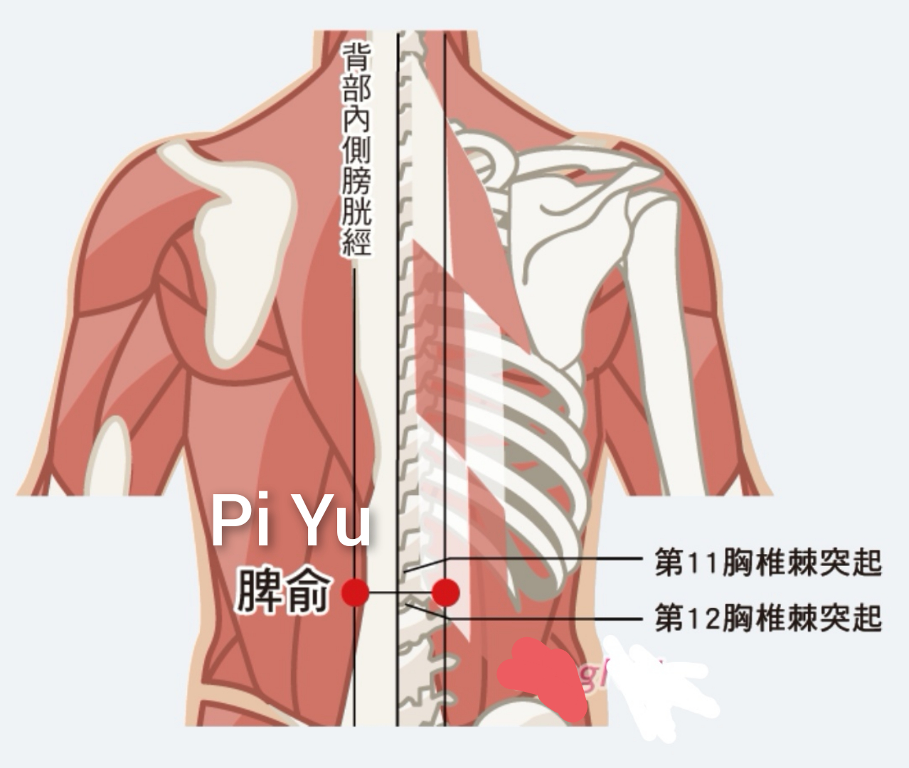 脾俞2.jpg