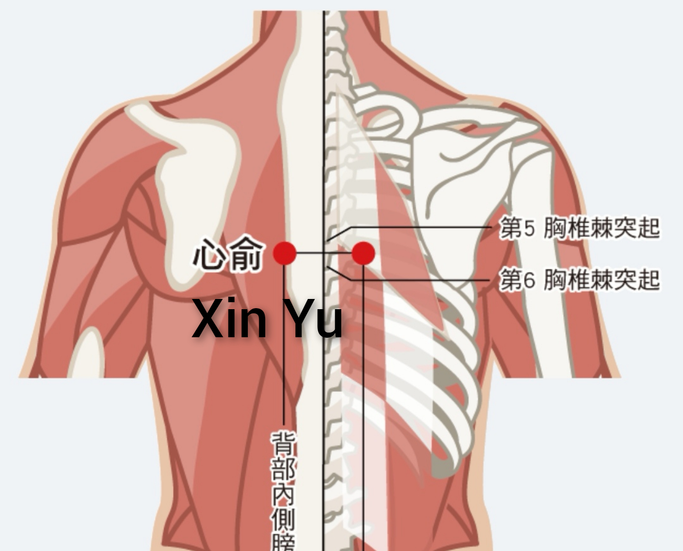 心俞穴1.jpg