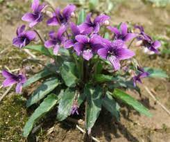 紫花地丁.png