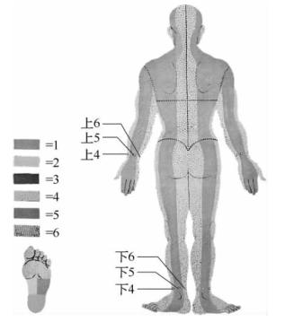图2-1-3 腕踝针的身体分区和针刺点（后面）.png