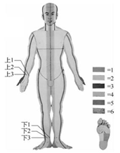 图2-1-1 腕踝针的身体分区和针刺点（前面）.png