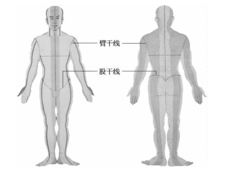 图2-1-4 臂干线和股干线为四肢与躯干的分界线.png