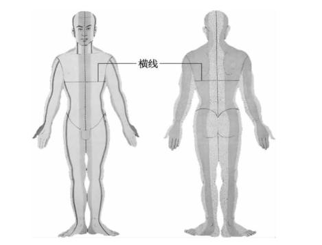 图2-1-7 横线将躯体两侧的6个区分为上下两半.png