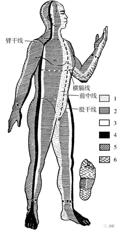 图1-2 躯干定位分区侧面.png