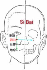 四白穴.png