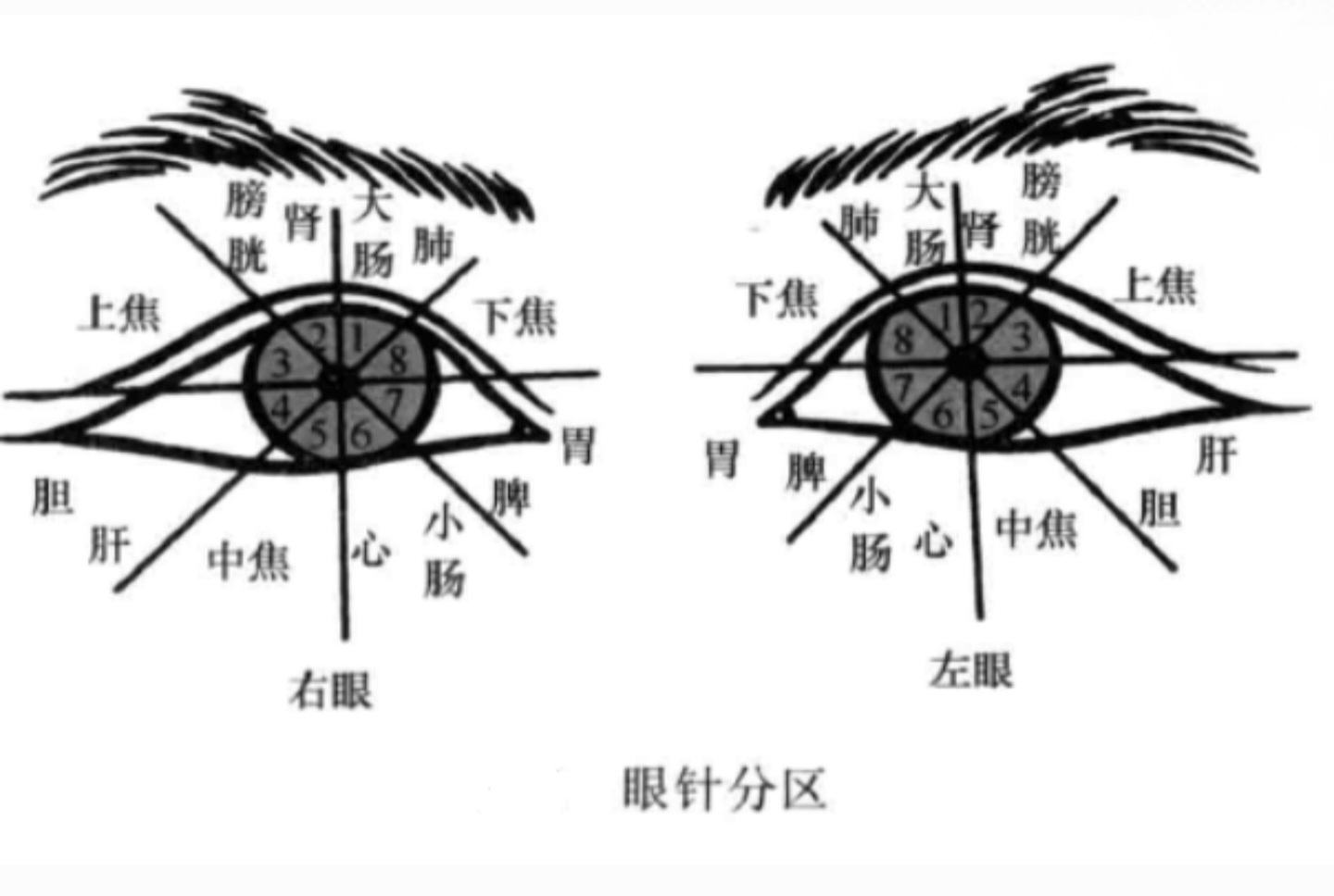 眼针1.jpg