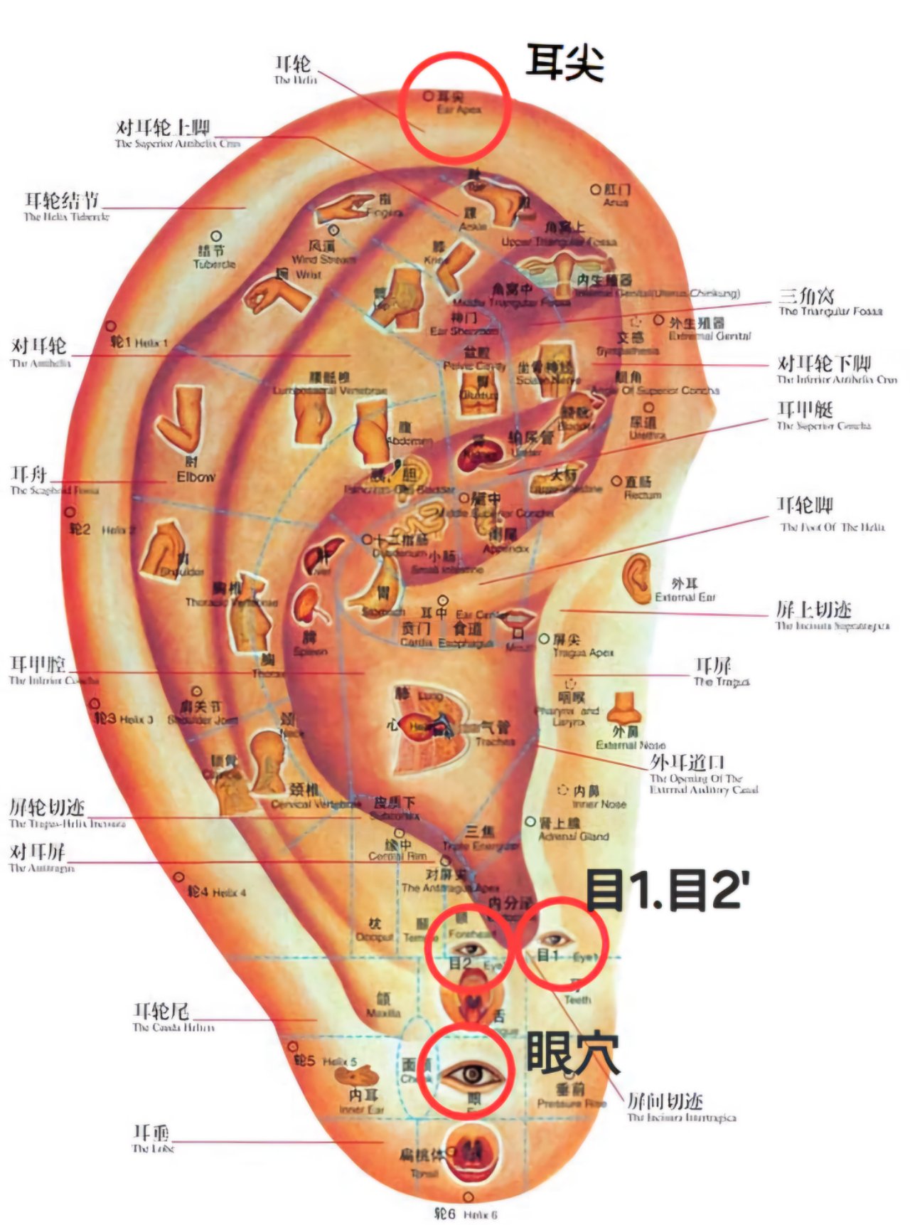 耳穴-目1目2，耳尖，眼穴.jpg