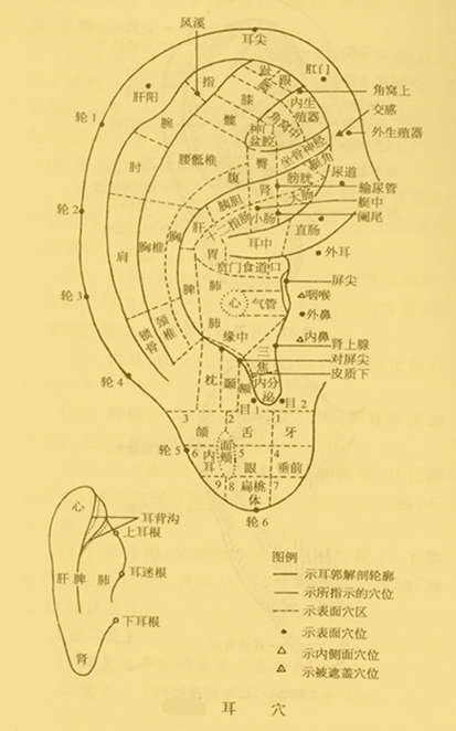 耳针图01.png