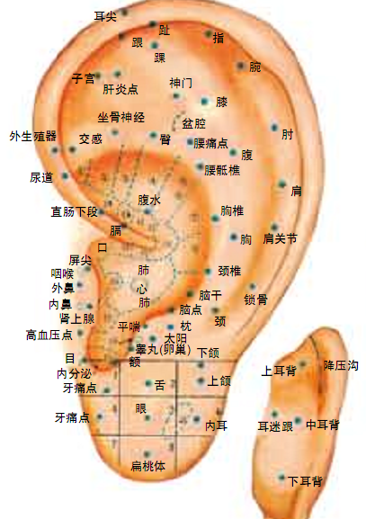 耳针图2.png
