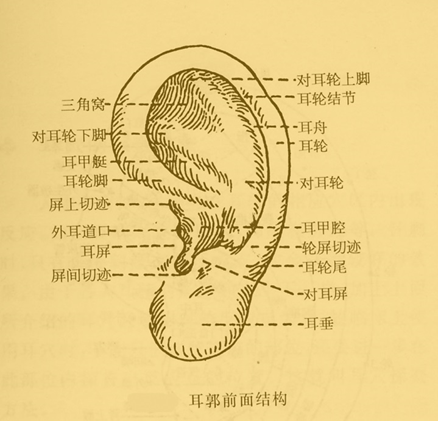 耳针图02.png