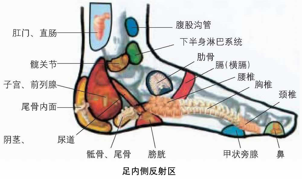 内侧.png