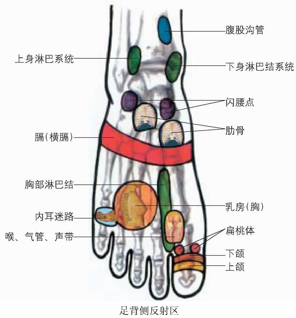 脚背.png