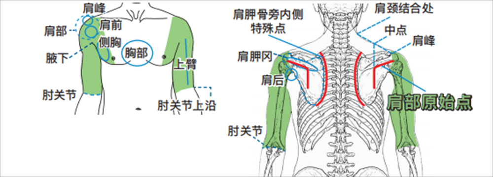 肩肘手.png