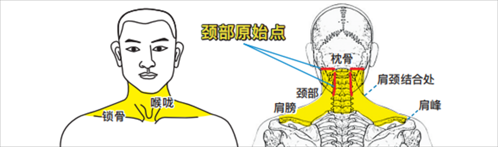 头部2.png